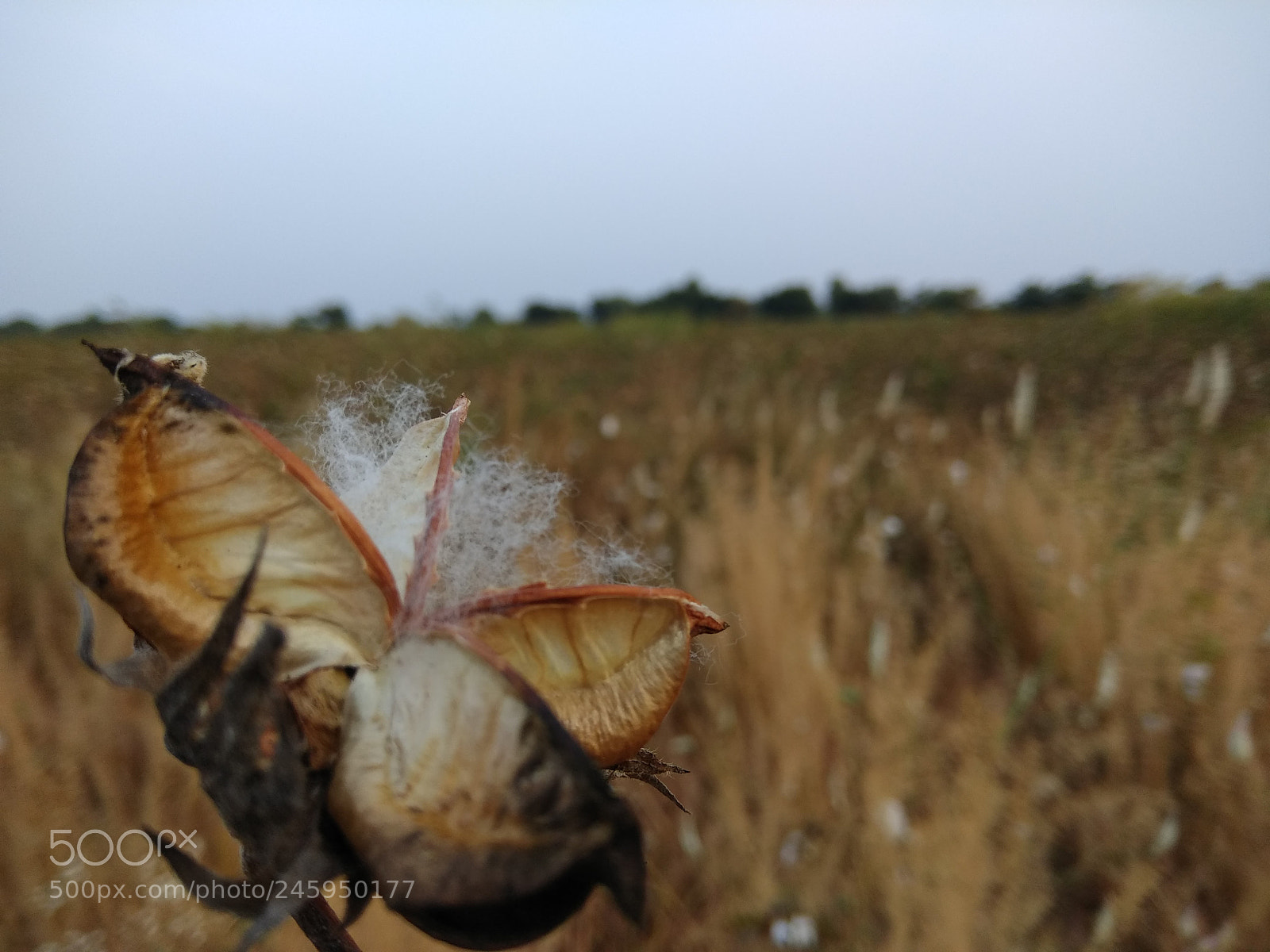 Xiaomi Redmi Note 4 sample photo. Landscape photo of nature photography
