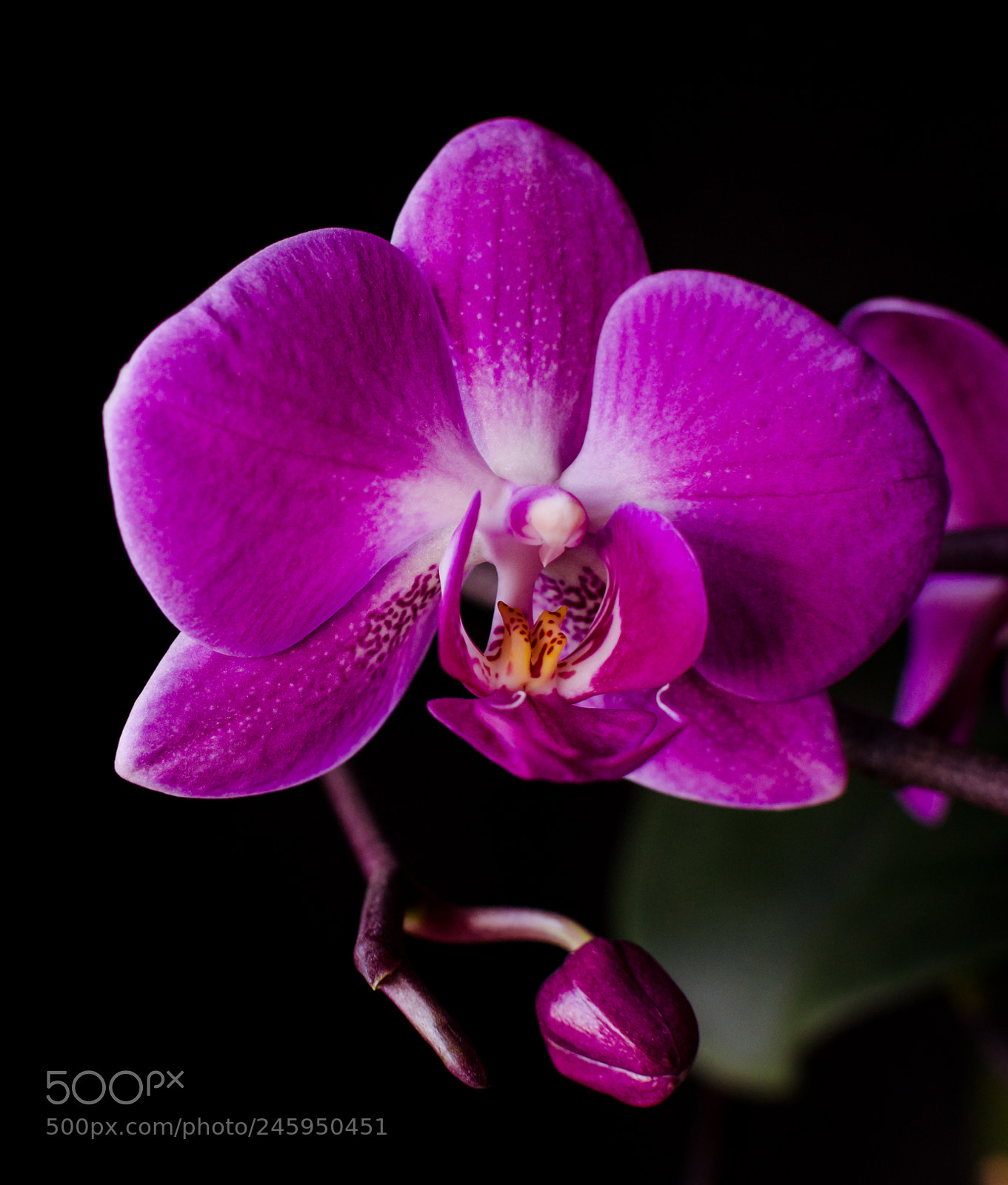 Nikon D5100 sample photo. Phalaenopsis orchid flower photography