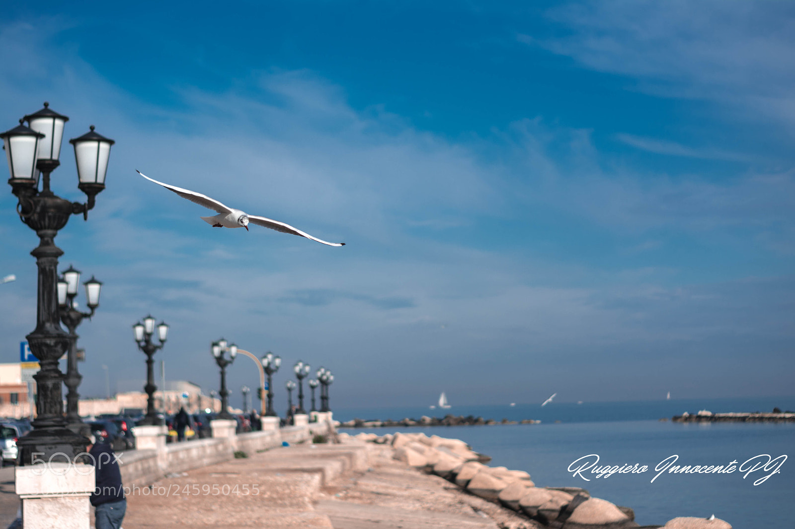 Nikon D7100 sample photo. Gabbiano in volo su photography