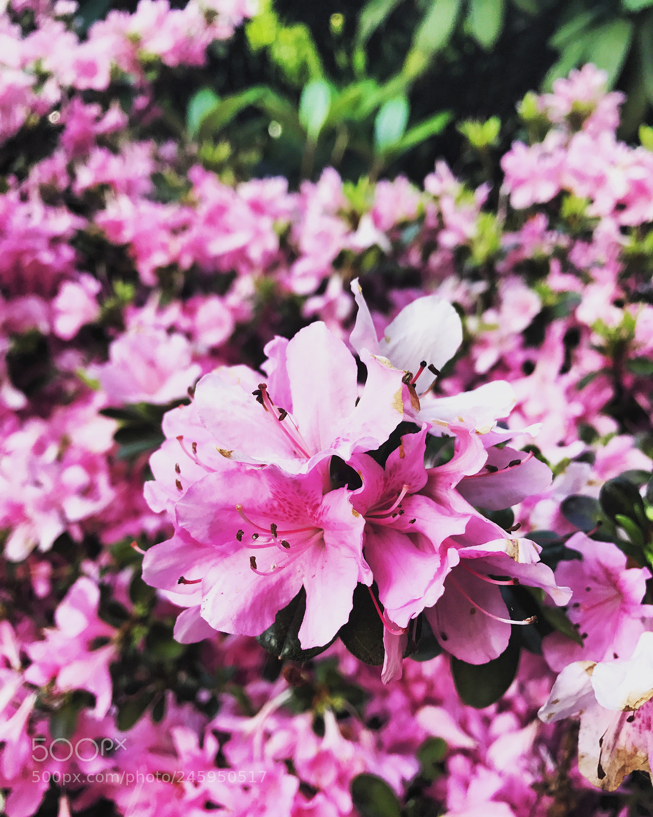 Apple iPhone 7 Plus sample photo. Untitled photography