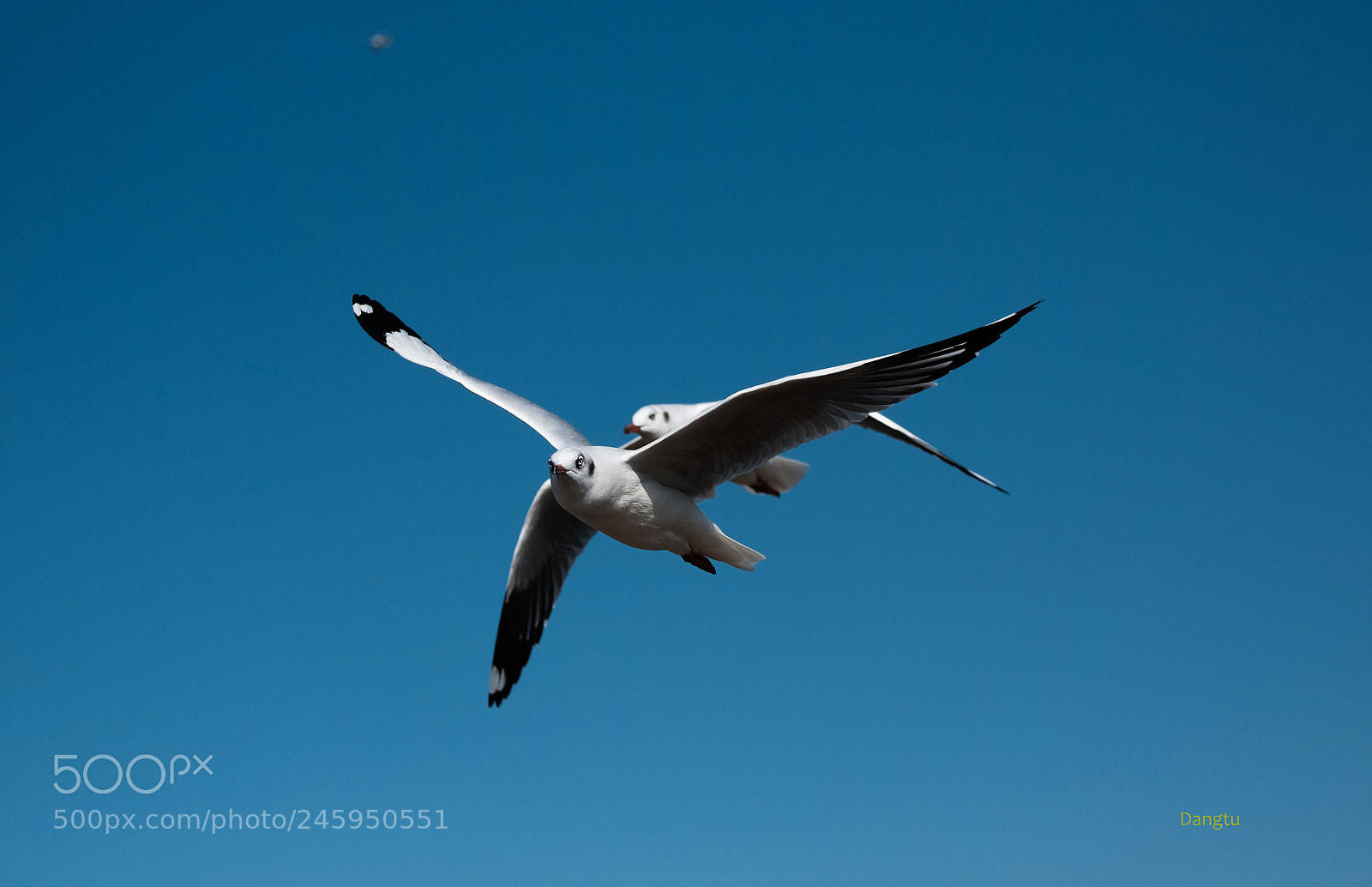 Fujifilm X-T1 sample photo. Throwing wings photography