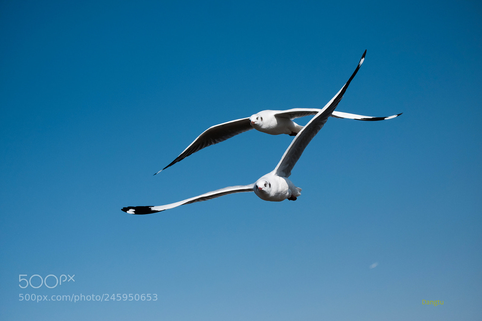 Fujifilm X-T1 sample photo. Throwing wings 2 photography