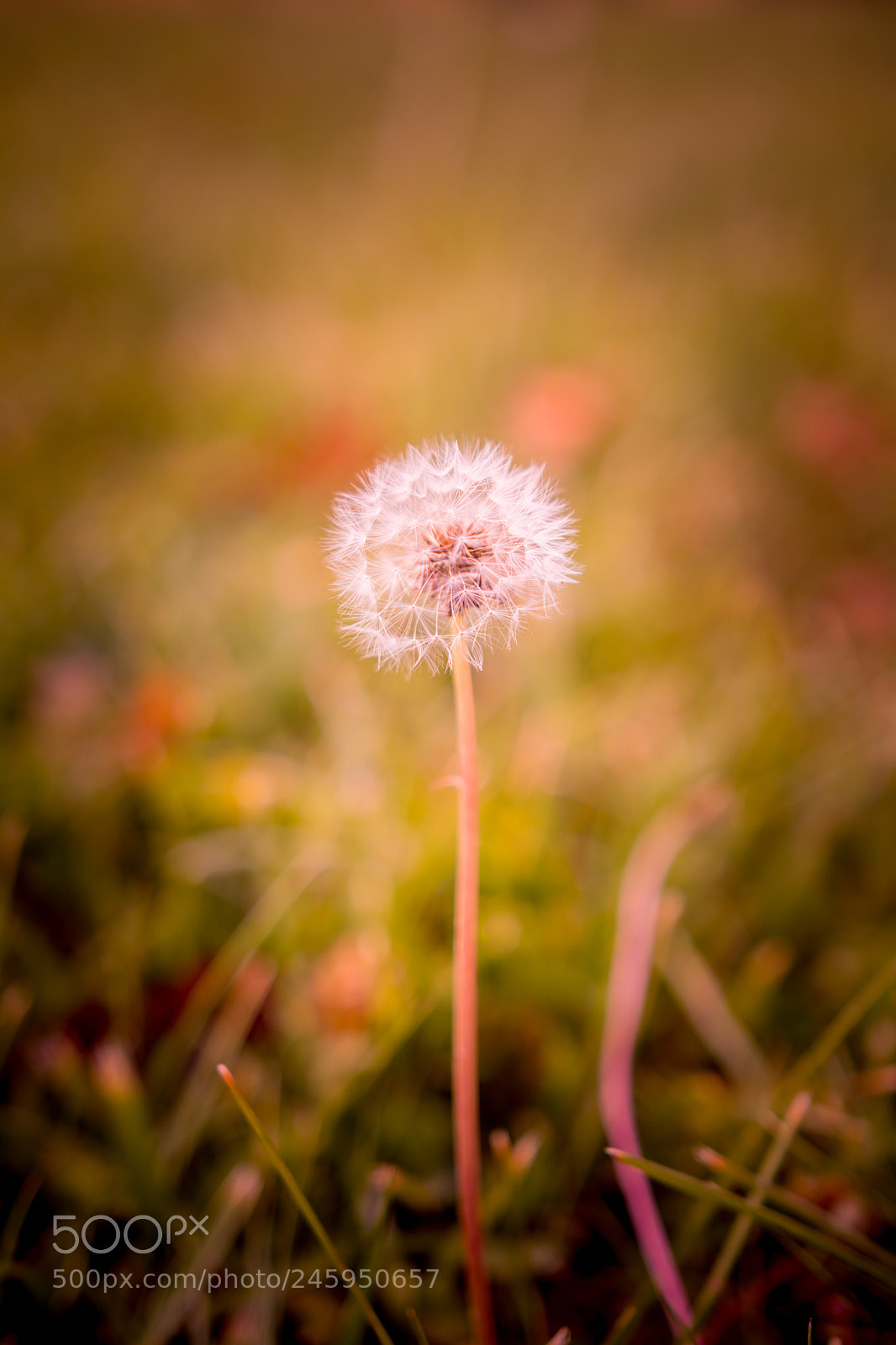Nikon D5200 sample photo. Lonely in autumn photography