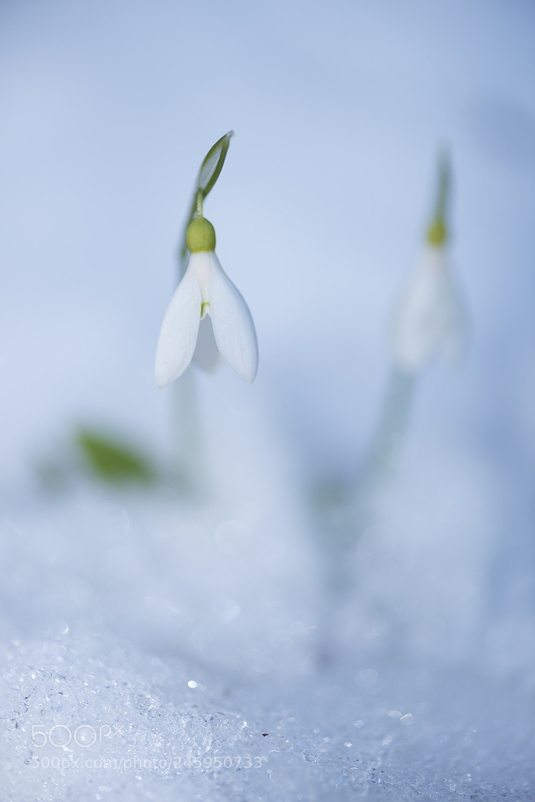 Nikon D810 sample photo. Snowdrop photography