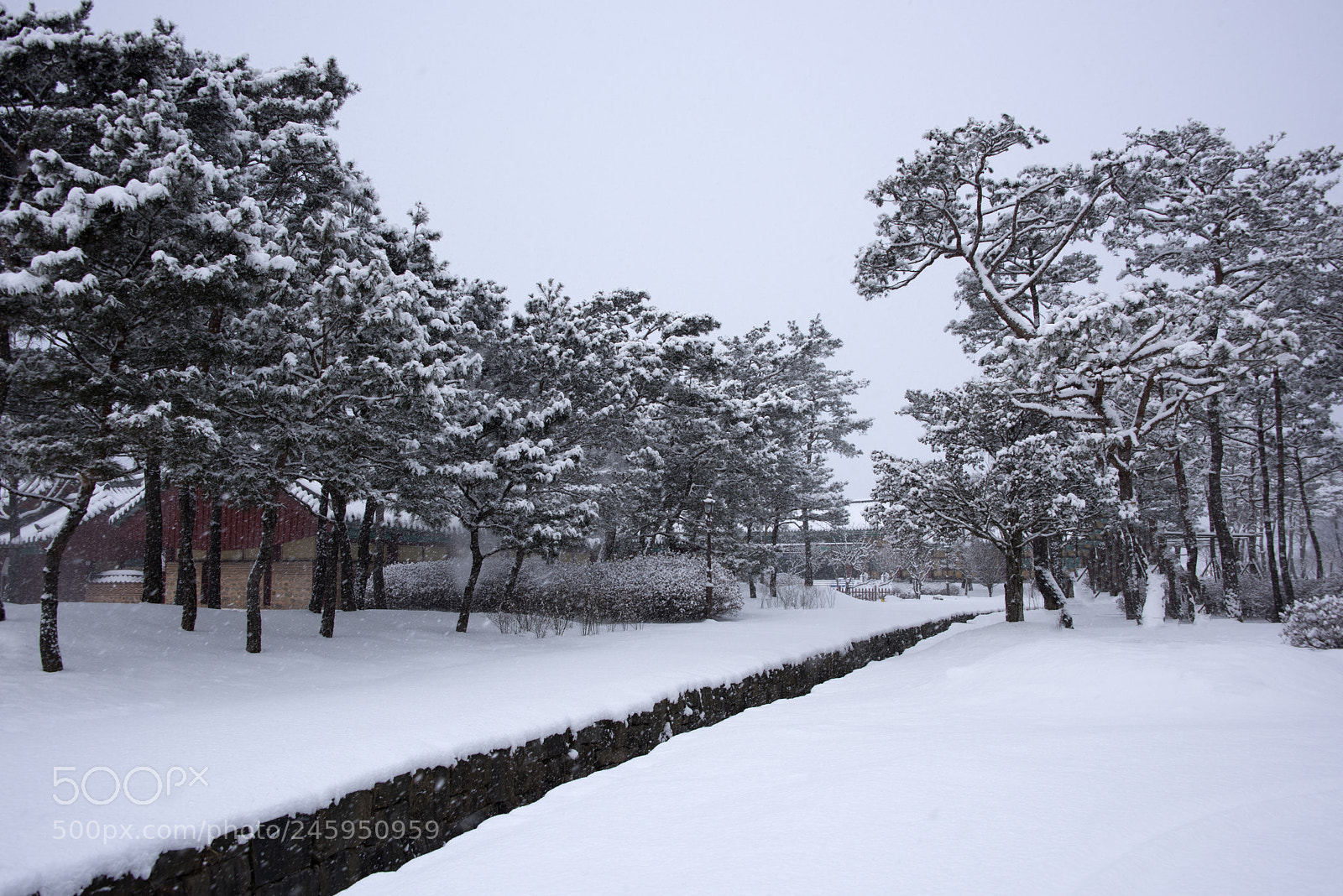 Nikon D810 sample photo. Pinetree in snow photography
