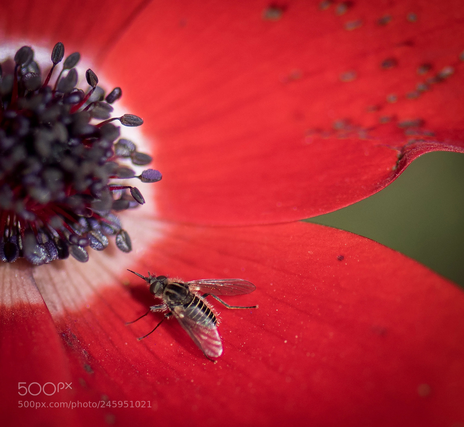Nikon D810 sample photo. Poppy photography