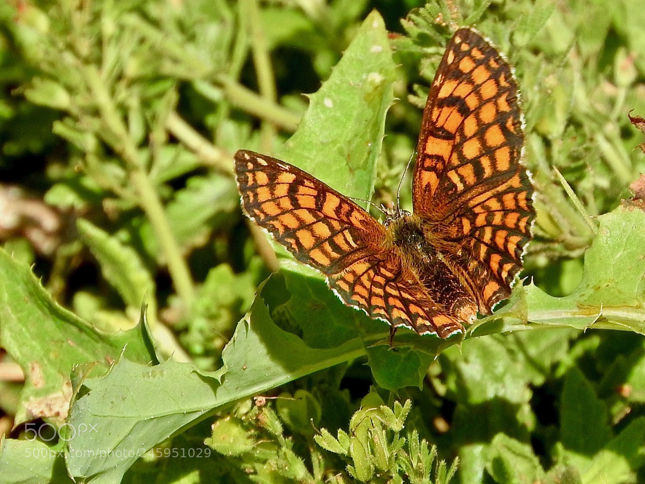 Nikon Coolpix P610 sample photo. Butterfly#e photography