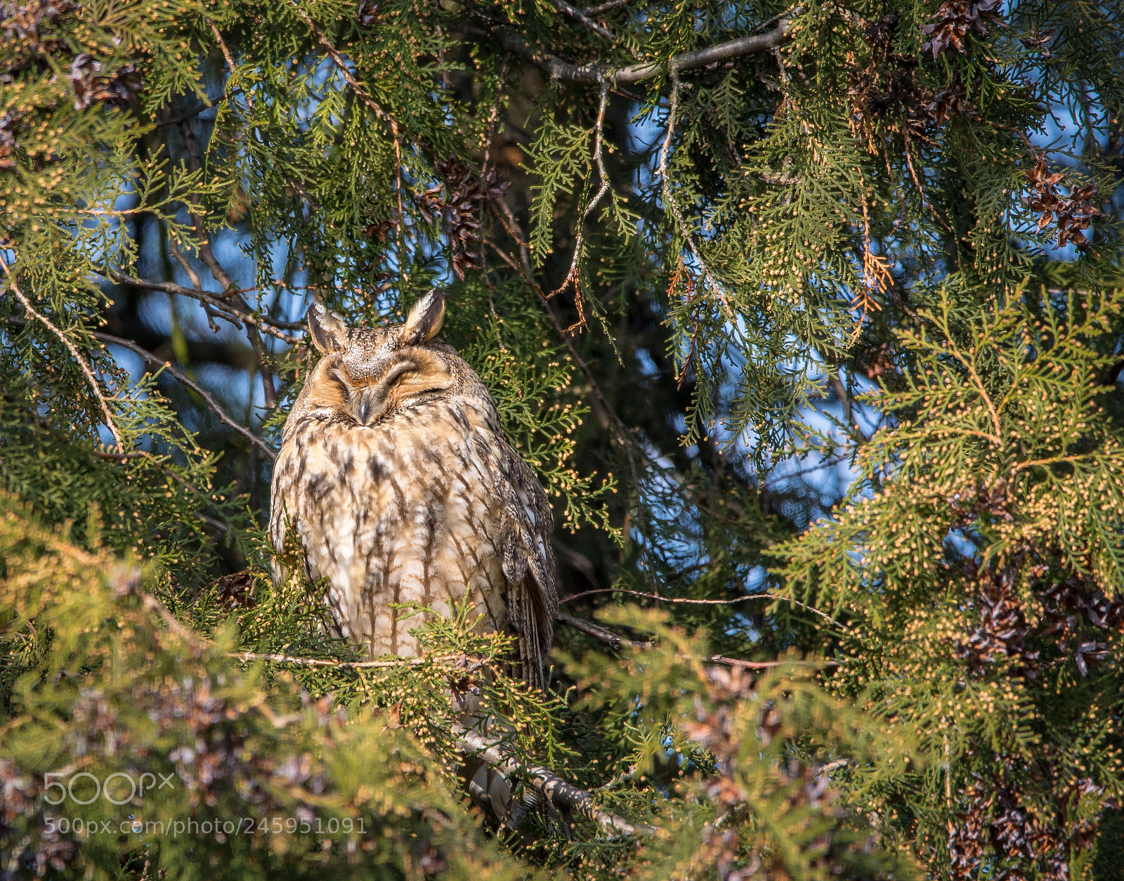 Nikon D7100 sample photo. Sleeping owl photography