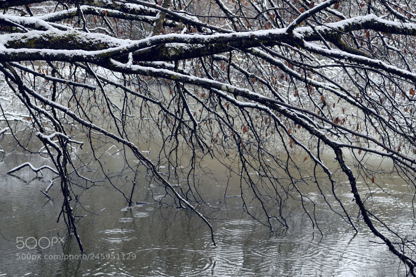 Nikon D7500 sample photo. Branches at the lake photography