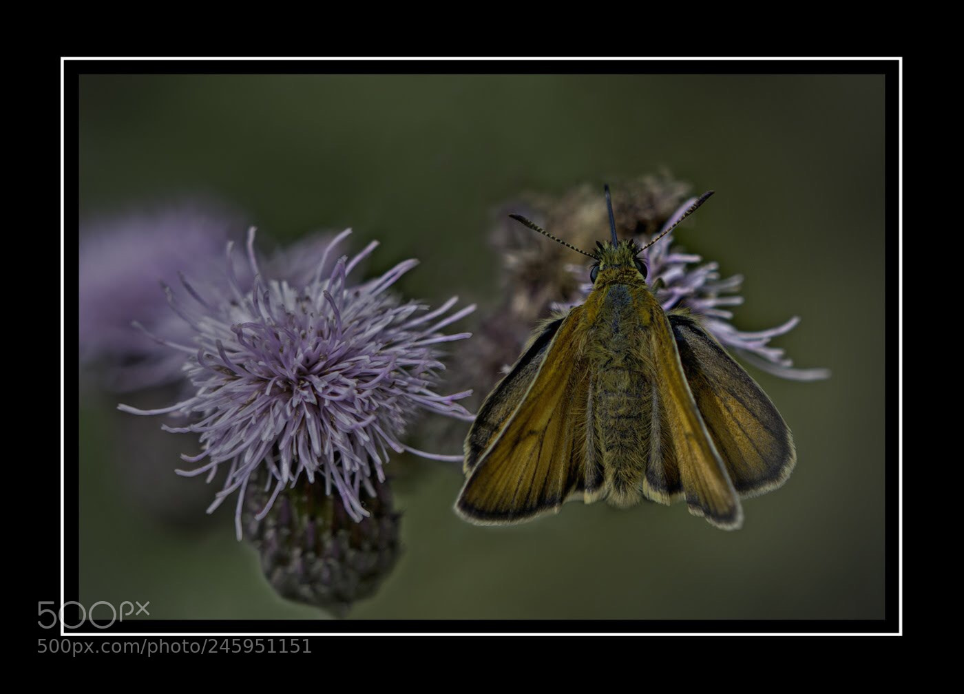 Nikon D7100 sample photo. Skipper butterfly photography