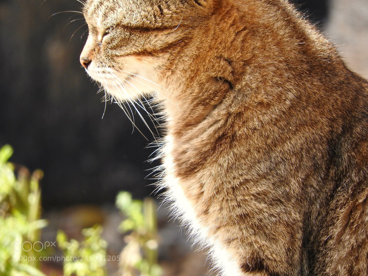 Nikon Coolpix P610 sample photo. Cat under the sun photography