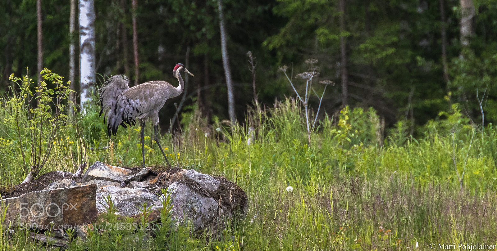Canon EOS 7D Mark II sample photo. King of the hill photography