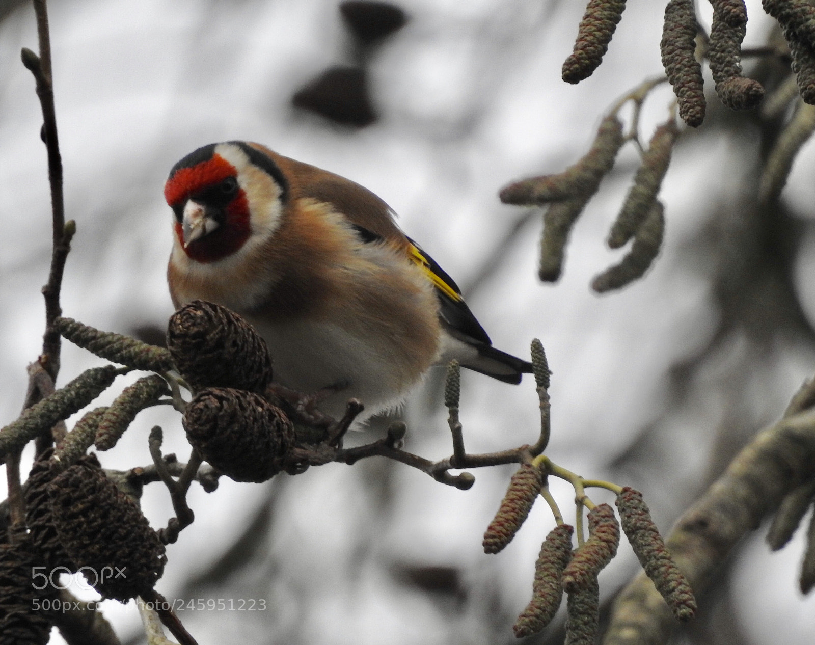 Nikon Coolpix P900 sample photo. Goldfinch.... photography
