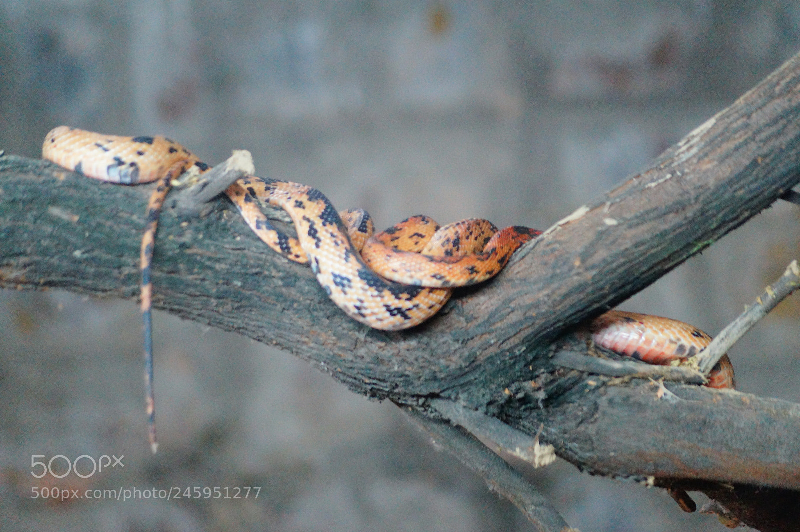 Sony DT 55-200mm F4-5.6 SAM sample photo. Capturing is fun photography