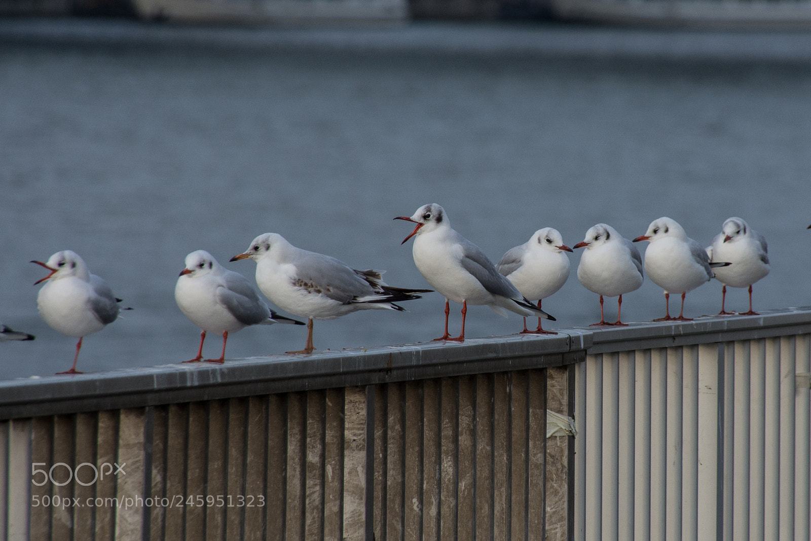 Nikon D7100 sample photo. And for the photography