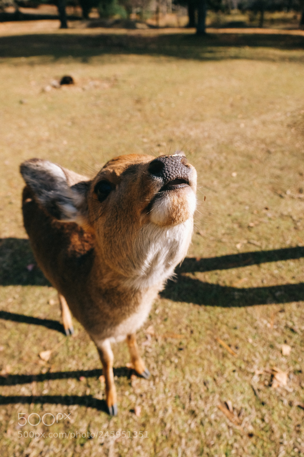 Fujifilm X-T10 sample photo. Japan18 photography