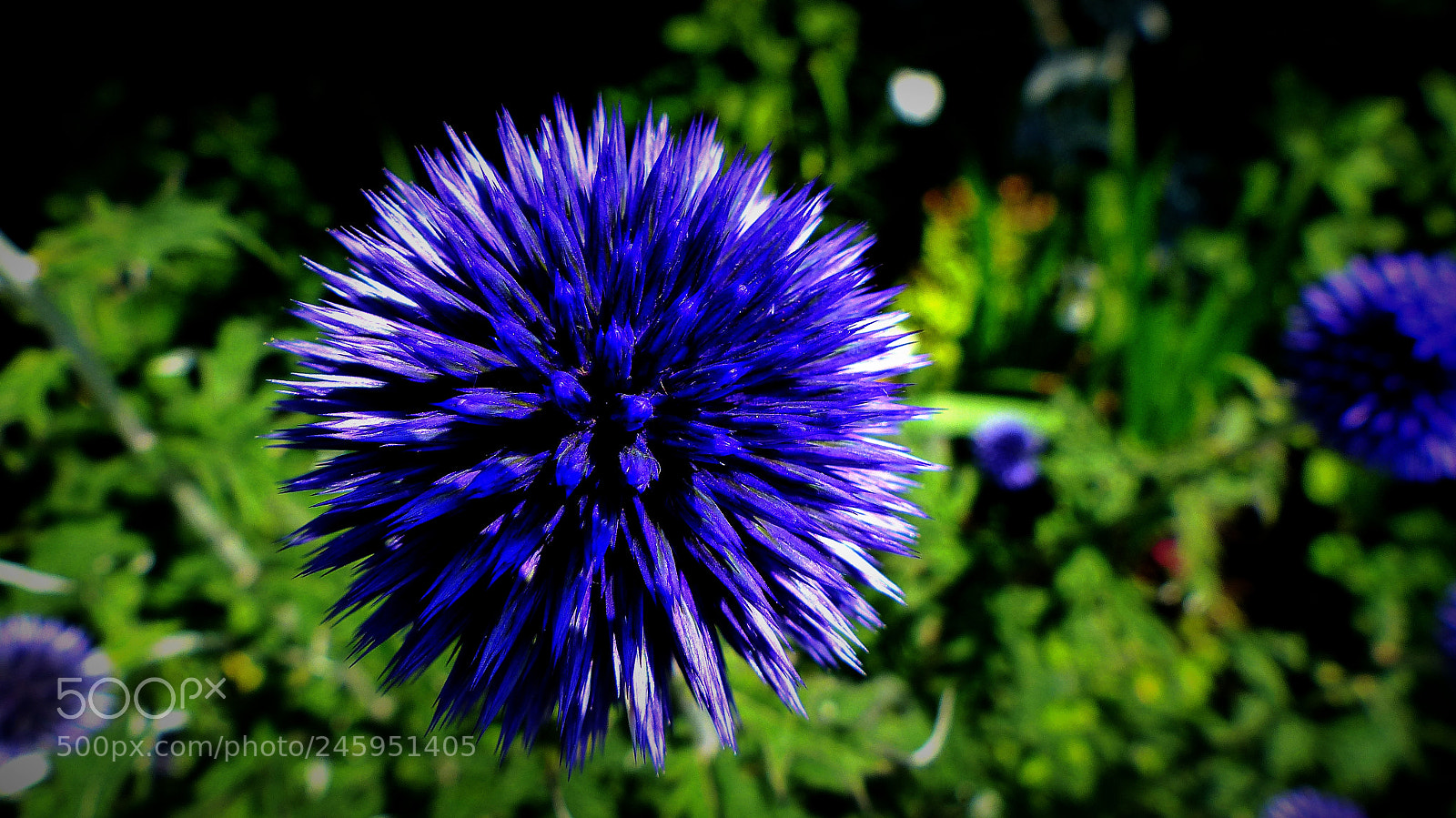 Panasonic Lumix DMC-FZ200 sample photo. Thistle. photography