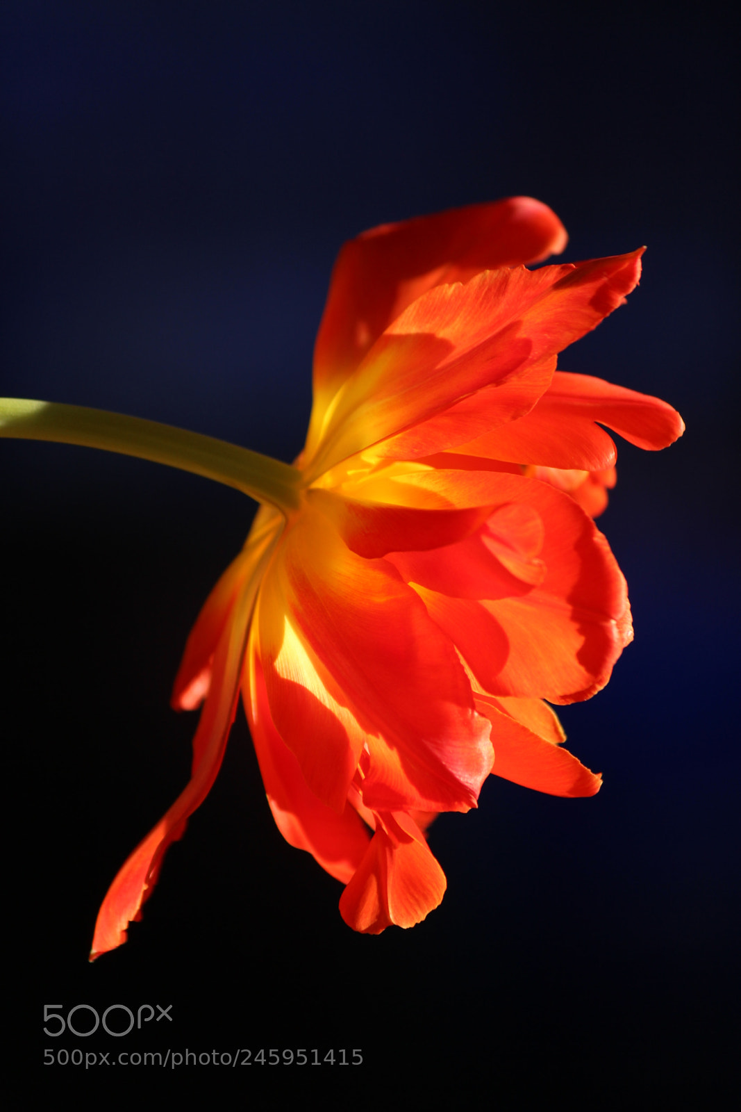 Canon EF-S 55-250mm F4-5.6 IS II sample photo. Tulip photography