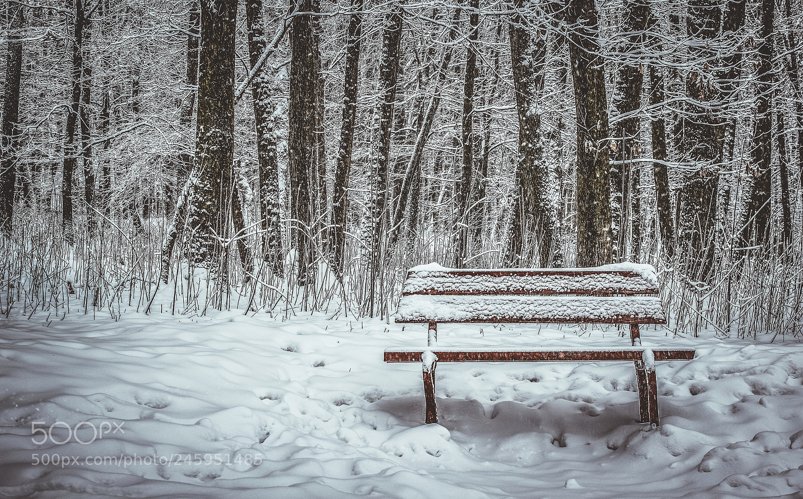 Canon EOS 600D (Rebel EOS T3i / EOS Kiss X5) sample photo. Snowy bench photography