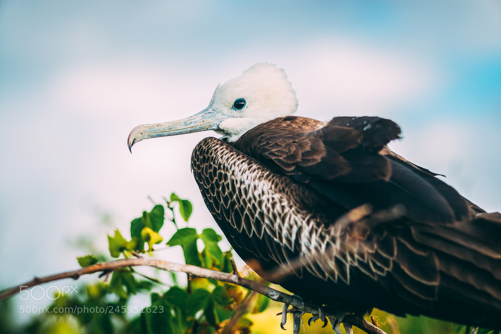 Leica M (Typ 240) sample photo. Female magnificent frigatebird photography