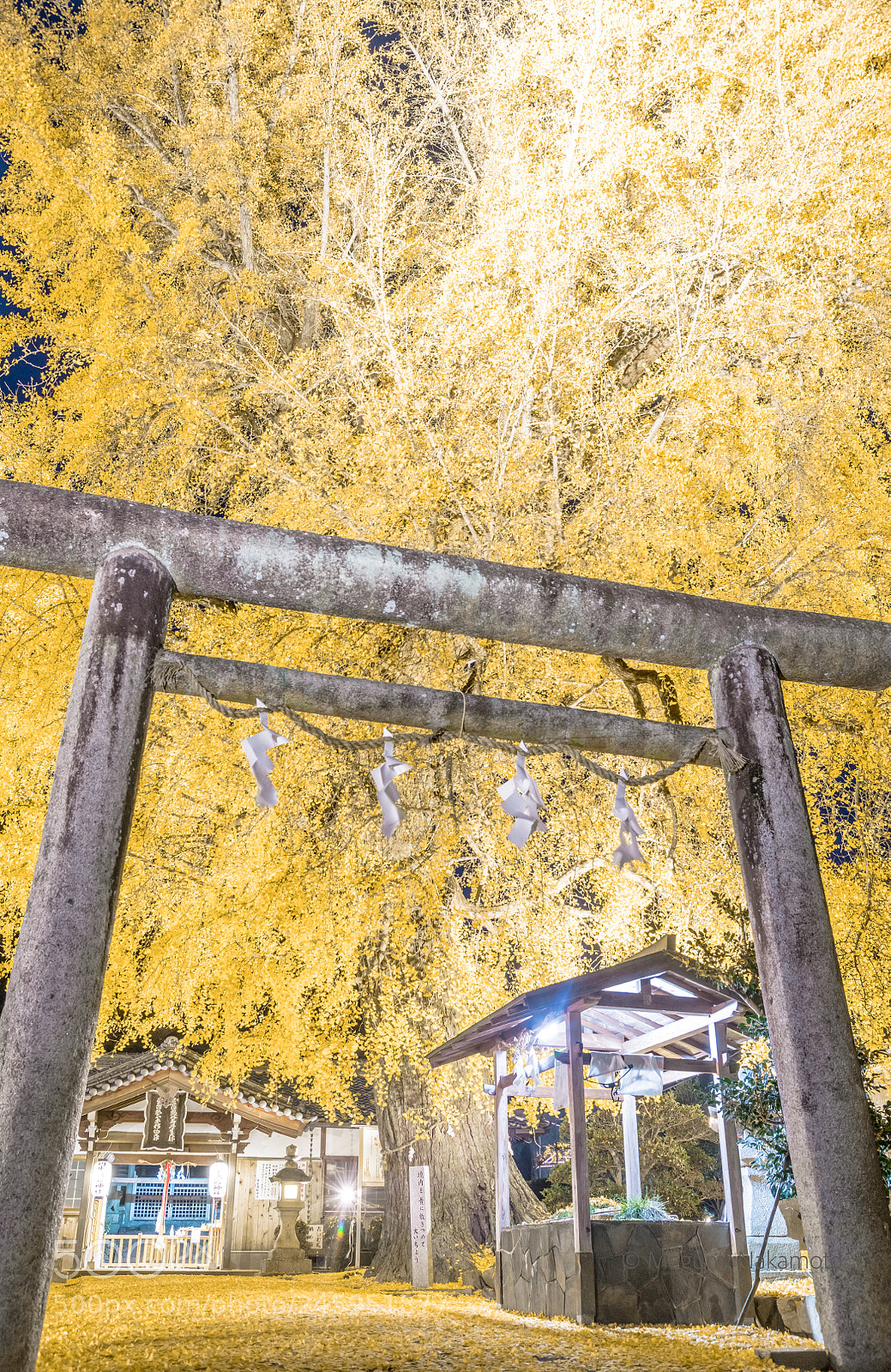 Nikon D850 sample photo. Yellow photography
