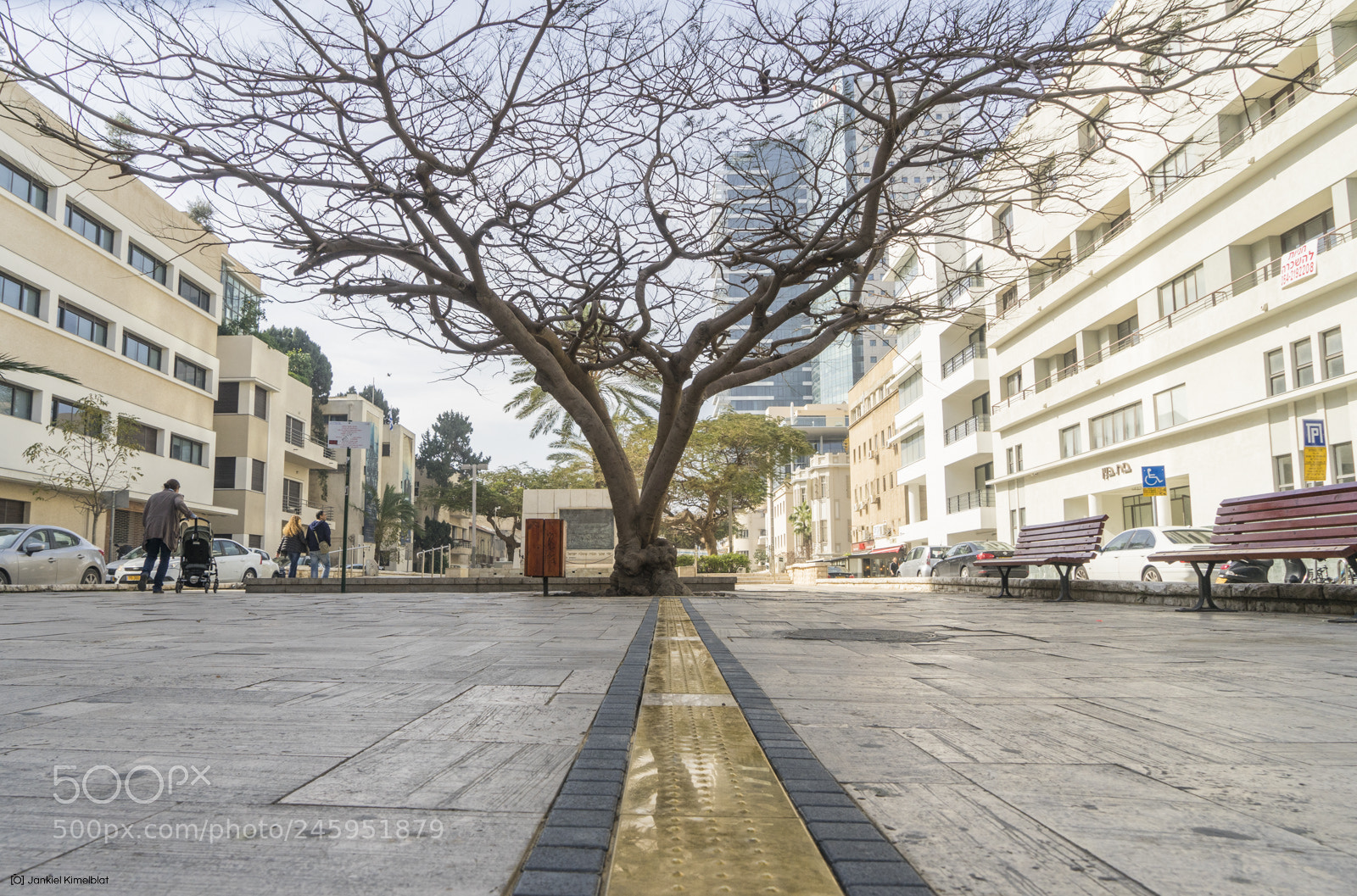 Sony a7 II sample photo. A tree in the photography