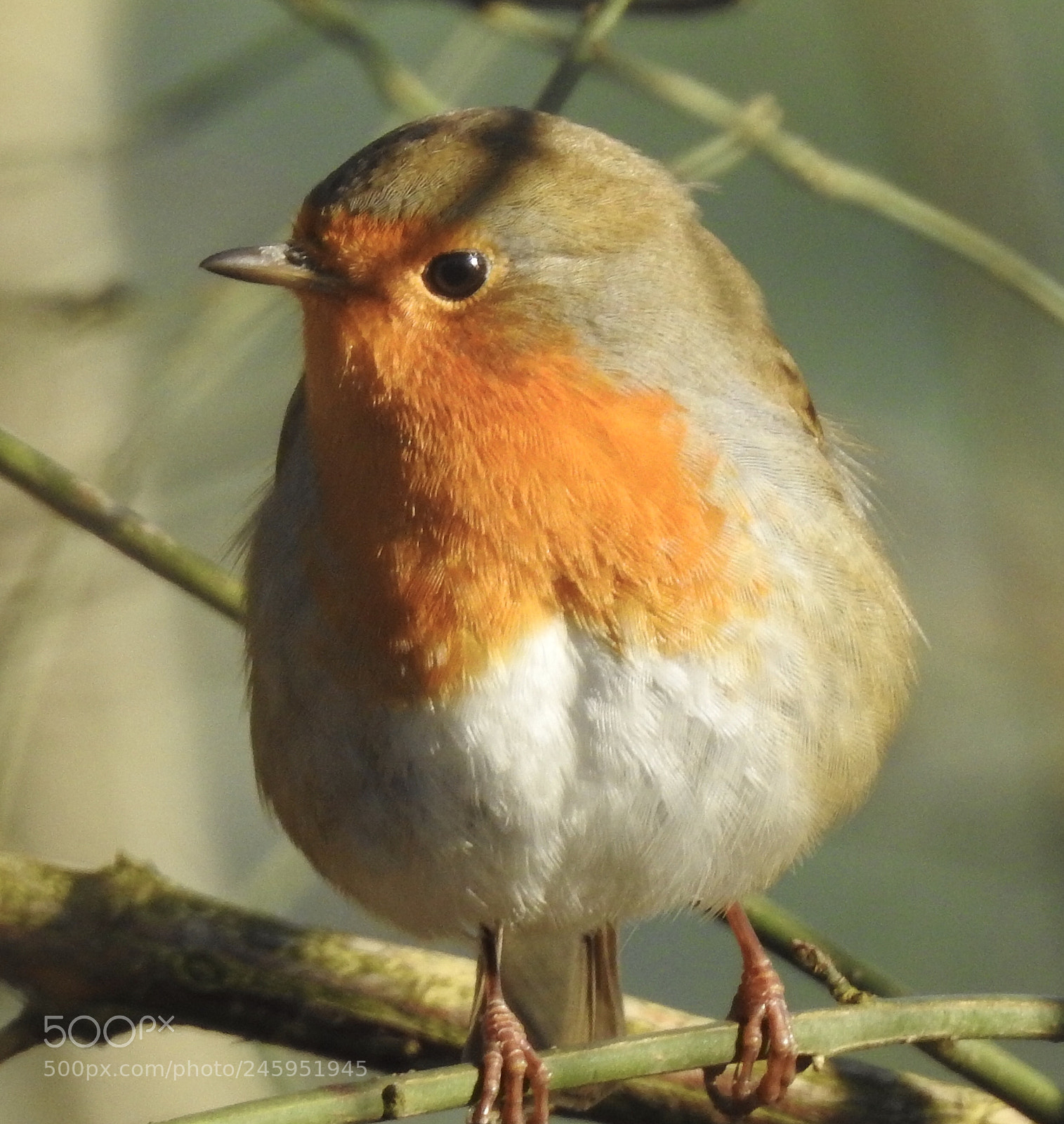 Nikon Coolpix P900 sample photo. Robin.... photography