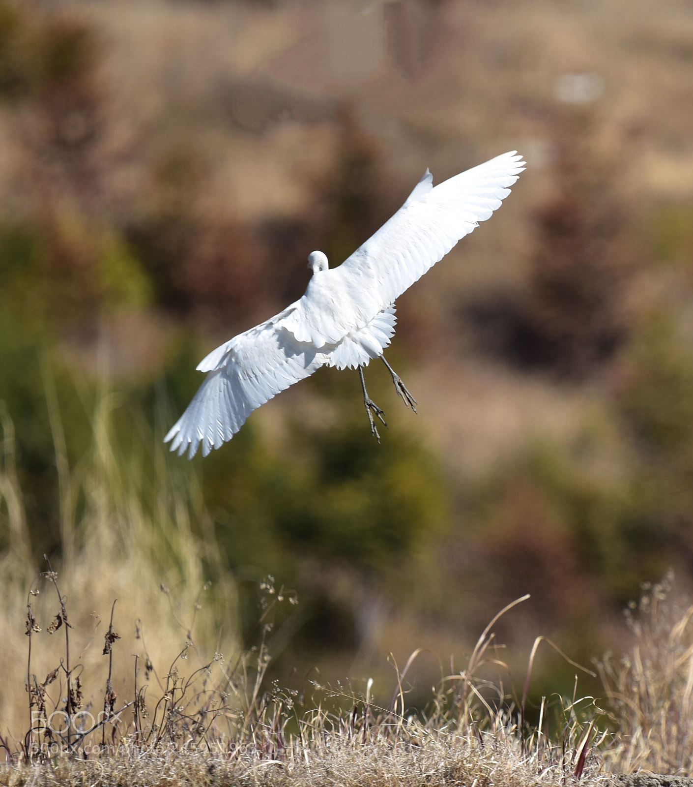 Nikon D7200 sample photo. Egret photography