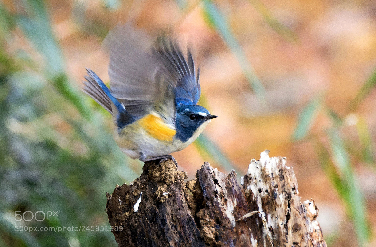 Nikon D800 sample photo. Tarsiger cyanurus photography