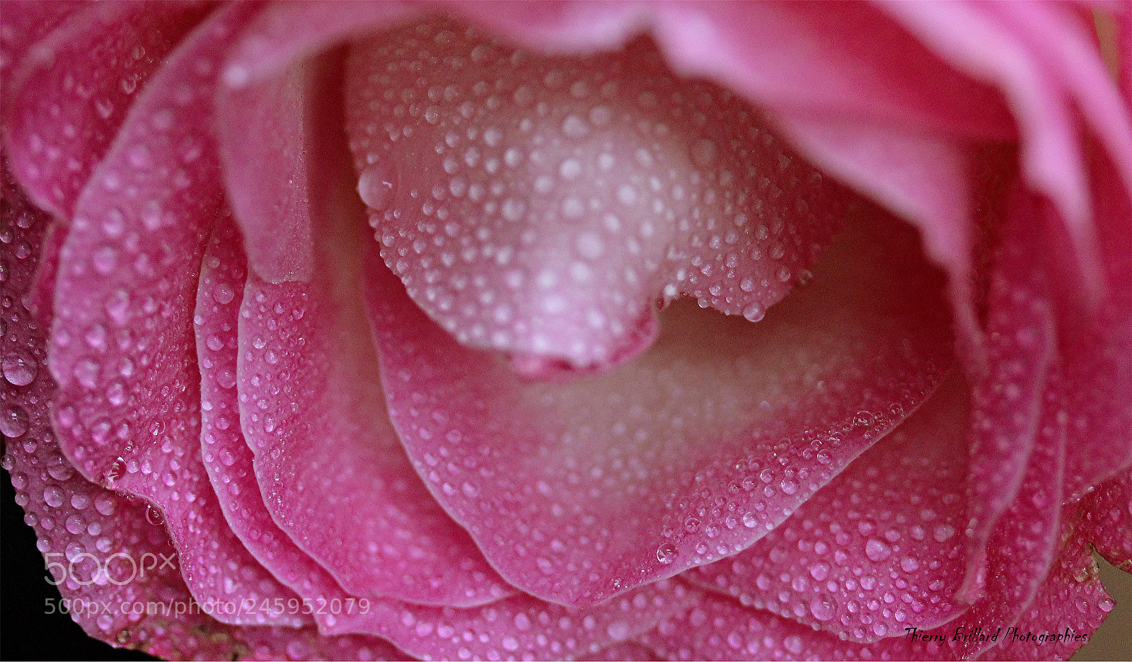 Canon EOS 600D (Rebel EOS T3i / EOS Kiss X5) sample photo. Renoncule et gouttes photography