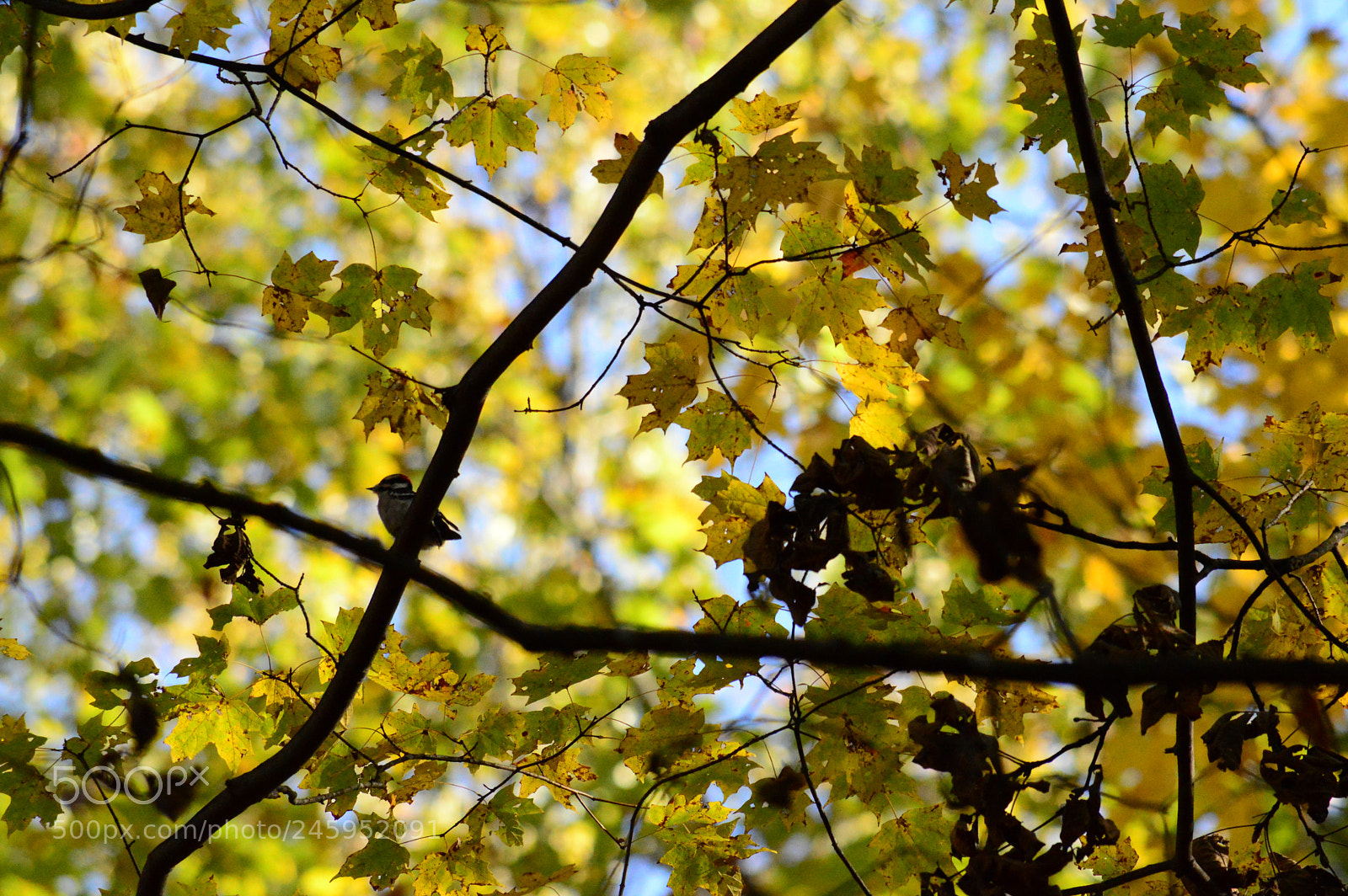 Nikon D3200 sample photo. Downy woodpecker photography