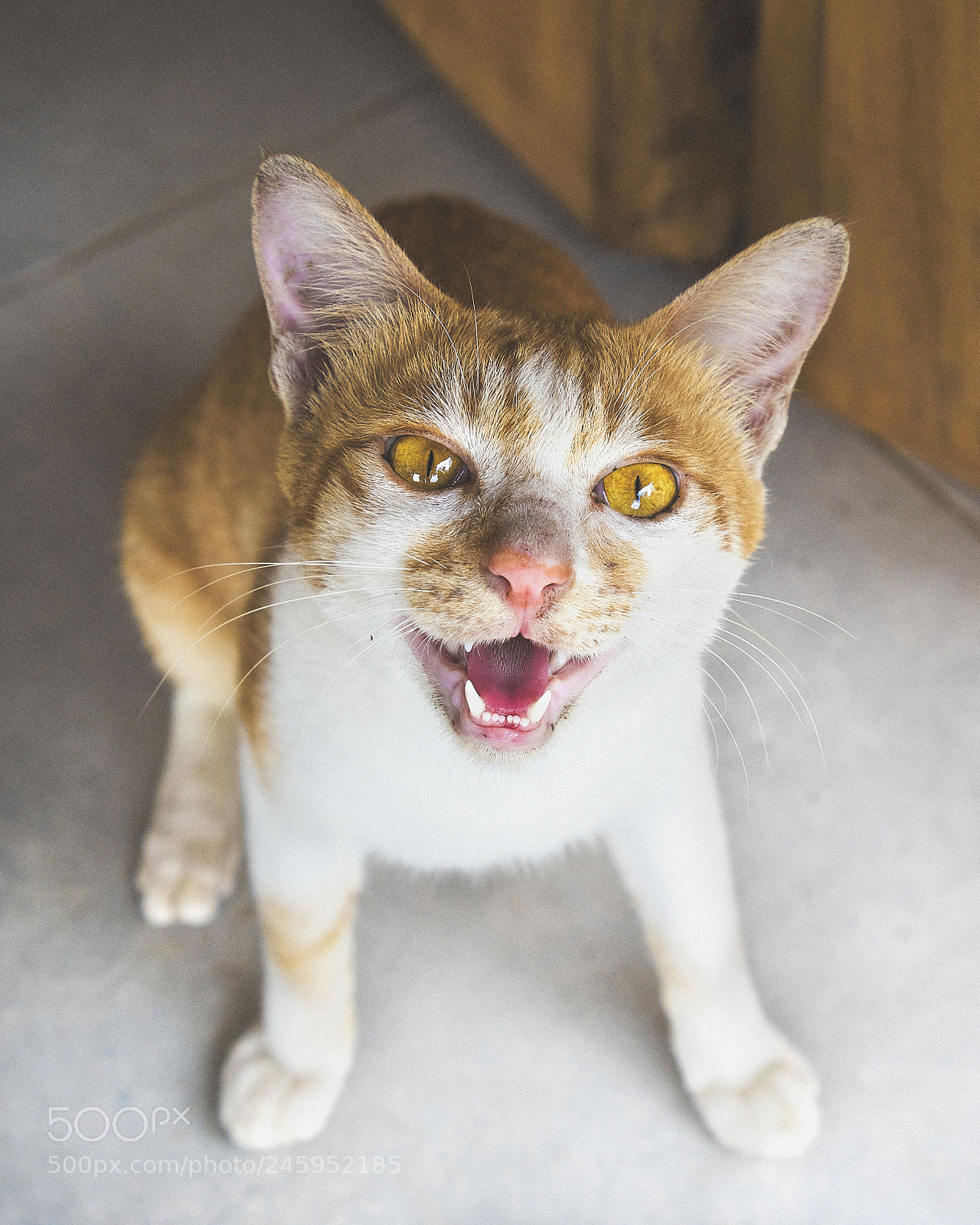 Nikon D810 sample photo. The cat photography