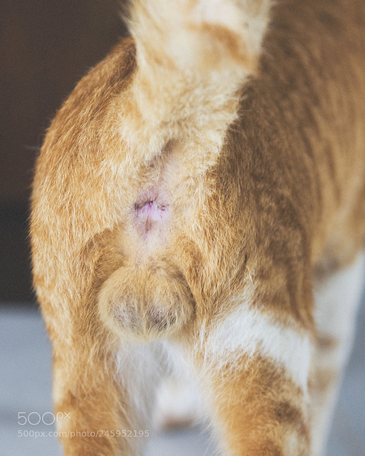 Nikon D810 sample photo. The cat photography