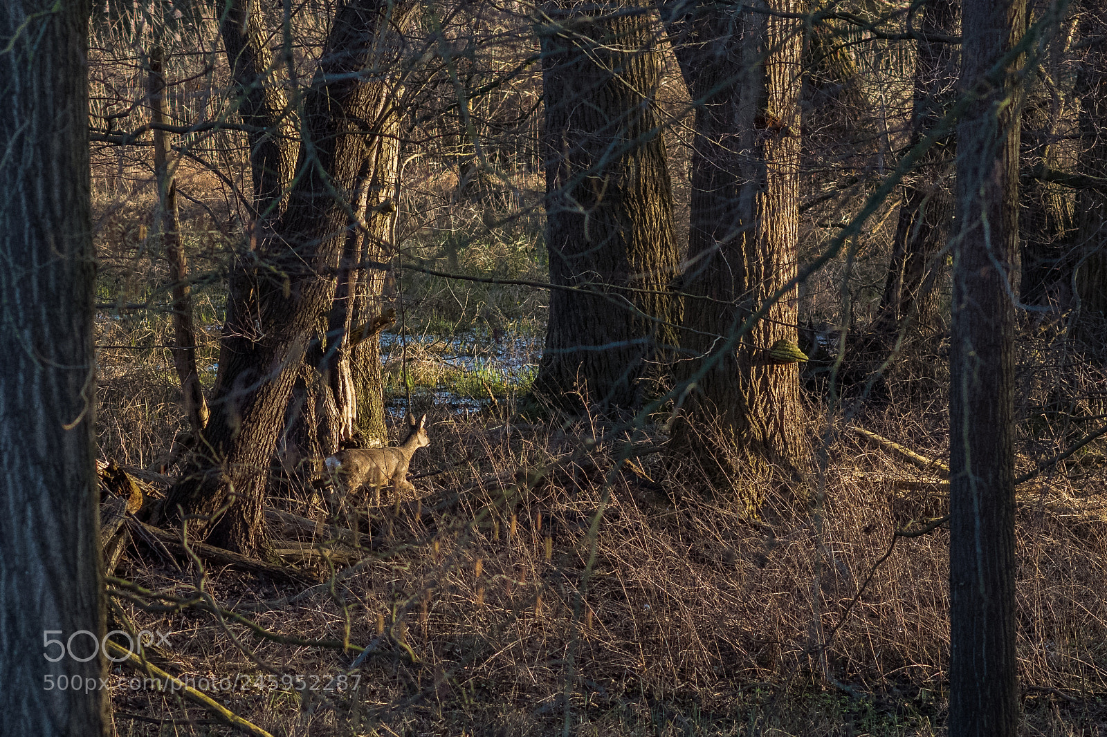 Nikon D7200 sample photo. Roe deer in the photography