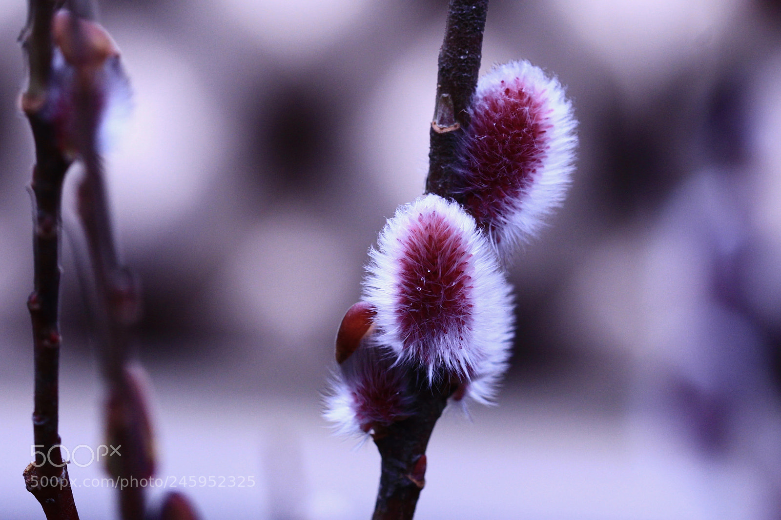 Canon EOS 700D (EOS Rebel T5i / EOS Kiss X7i) sample photo. Fluffy... photography