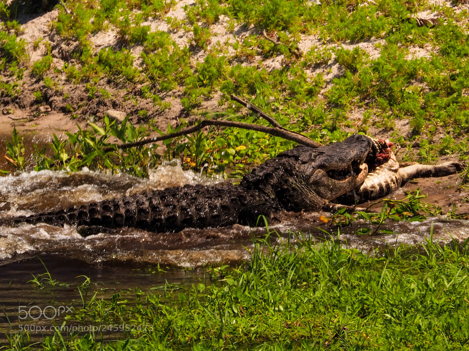 Olympus OM-D E-M5 II sample photo. La chua chomp challenge photography