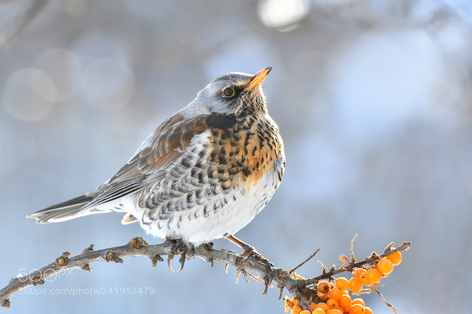 Nikon D850 sample photo. Fieldfare photography