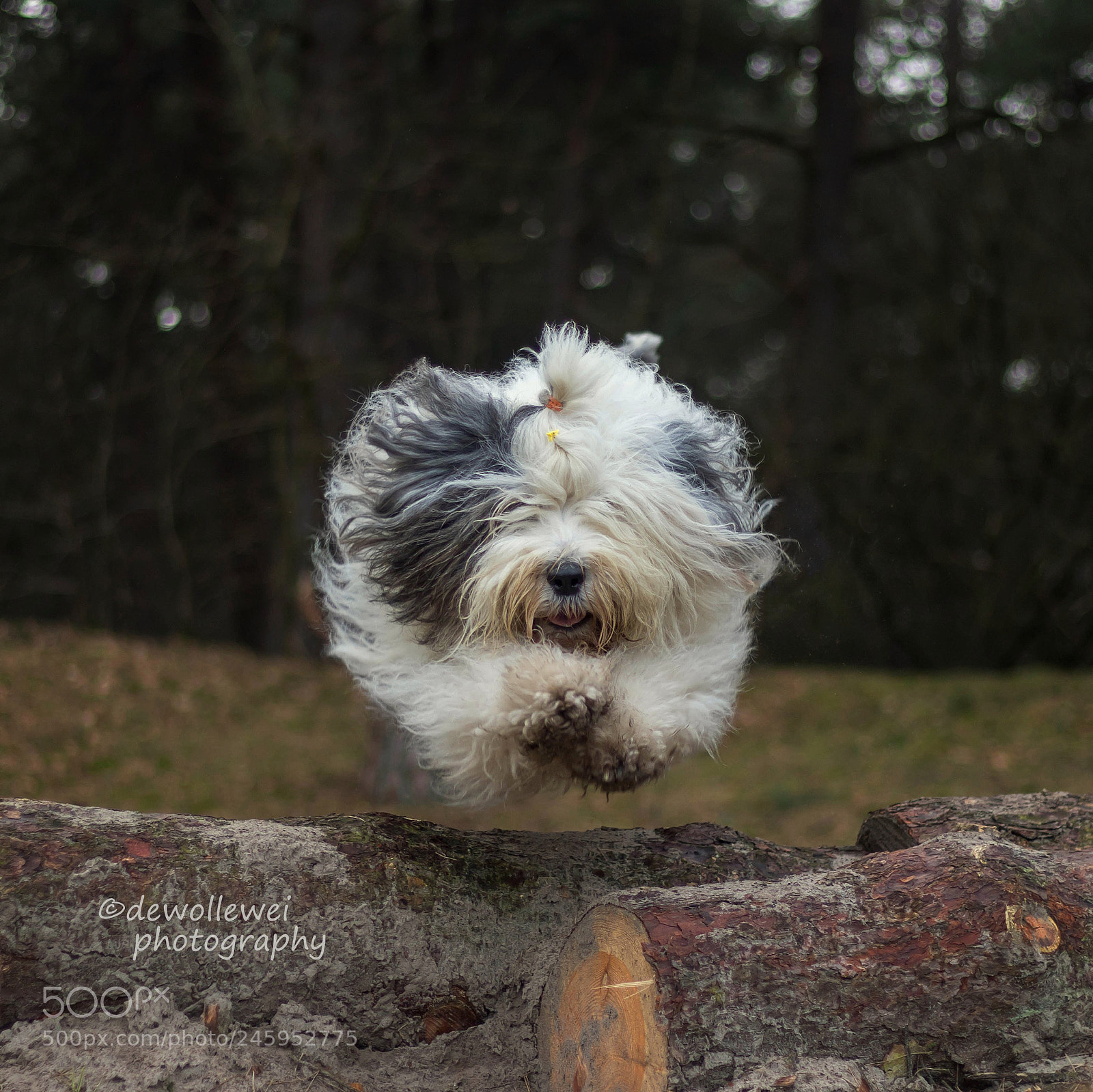Canon EOS 7D Mark II sample photo. Here i come photography