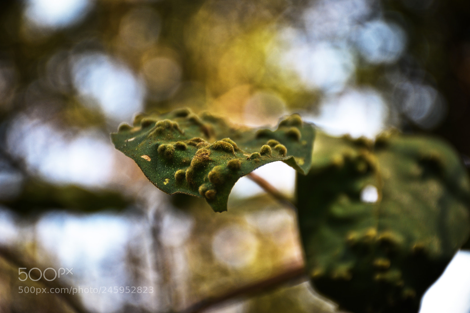 Nikon D5600 sample photo. Leaf gall photography