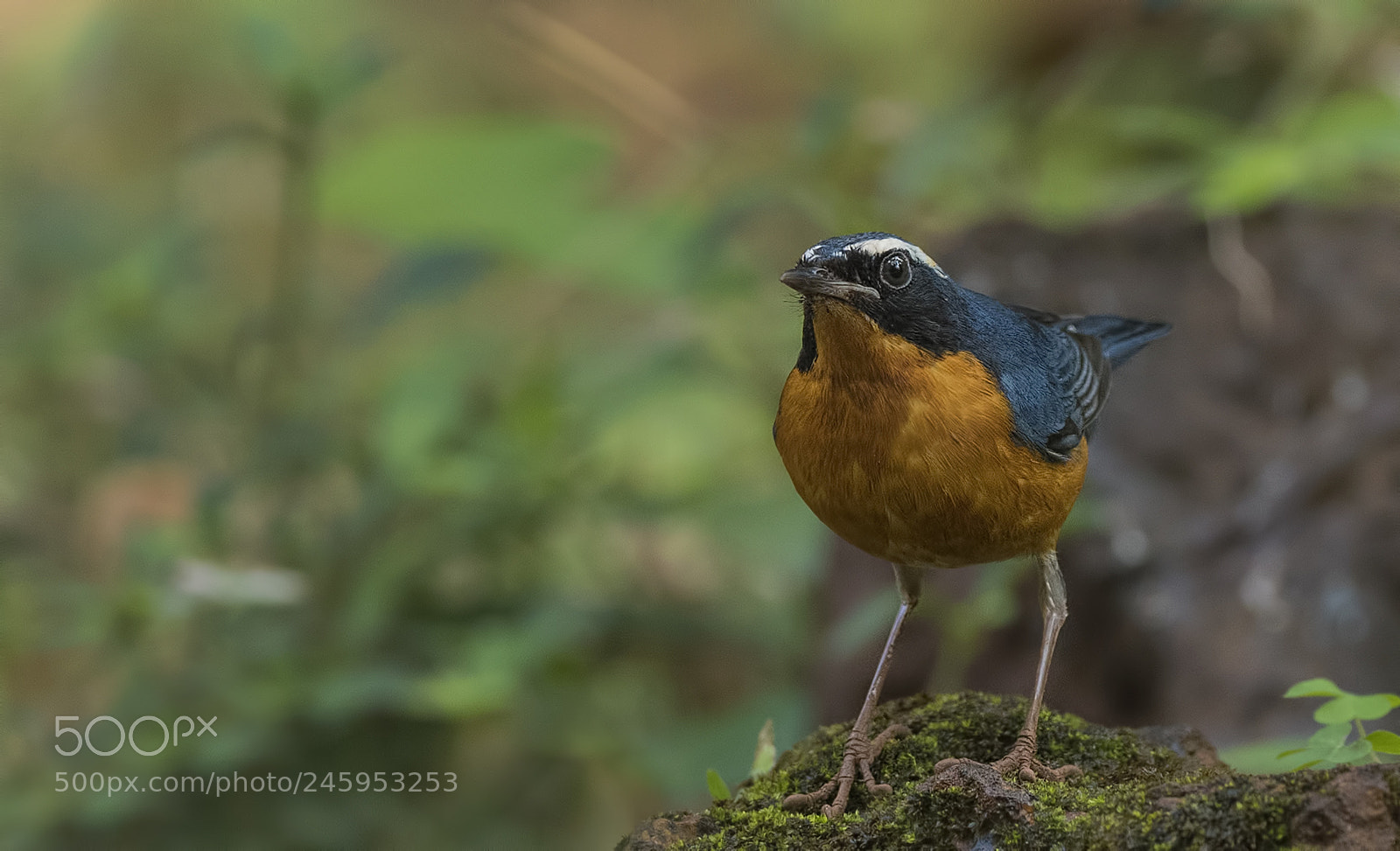 Nikon D500 sample photo. Indian blue robin photography