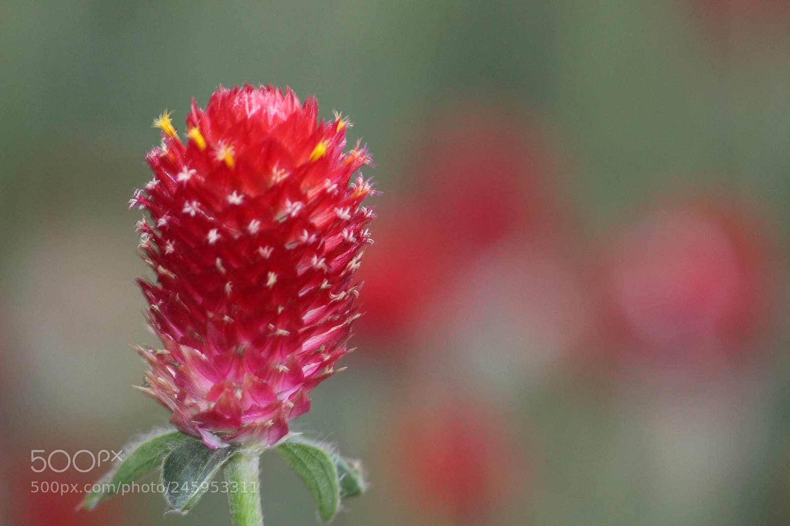 Canon EF-S 55-250mm F4-5.6 IS II sample photo. Img photography
