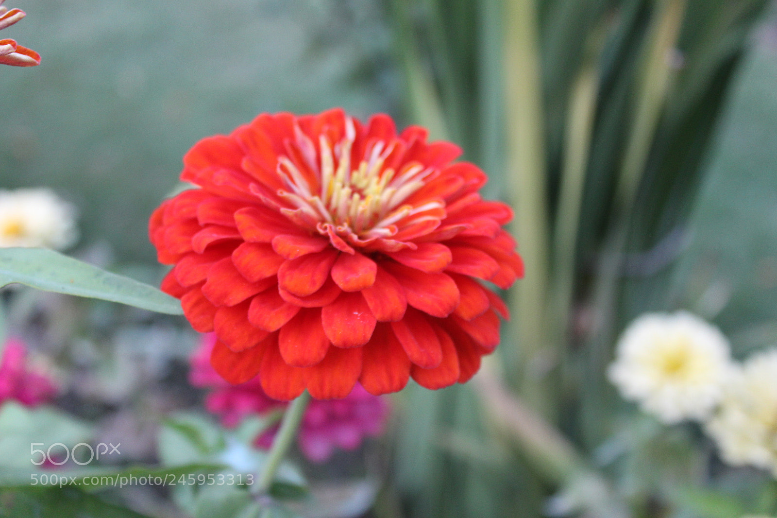 Canon EOS 700D (EOS Rebel T5i / EOS Kiss X7i) sample photo. Img photography
