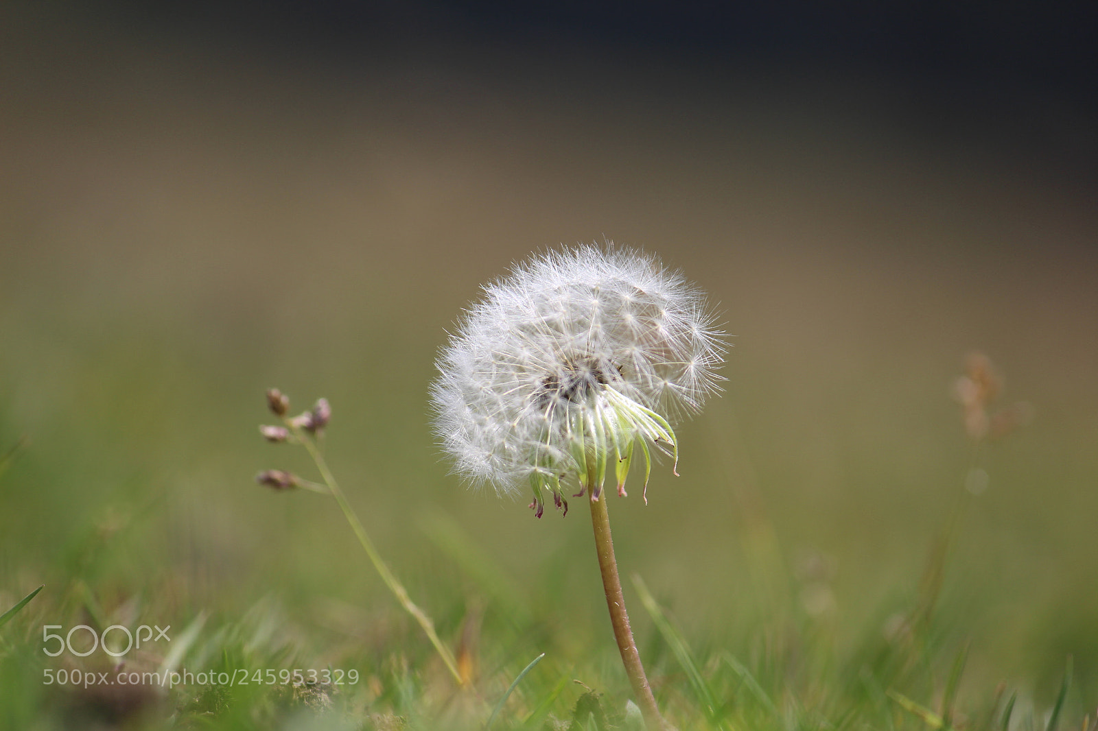 Canon EF-S 55-250mm F4-5.6 IS II sample photo. Img photography