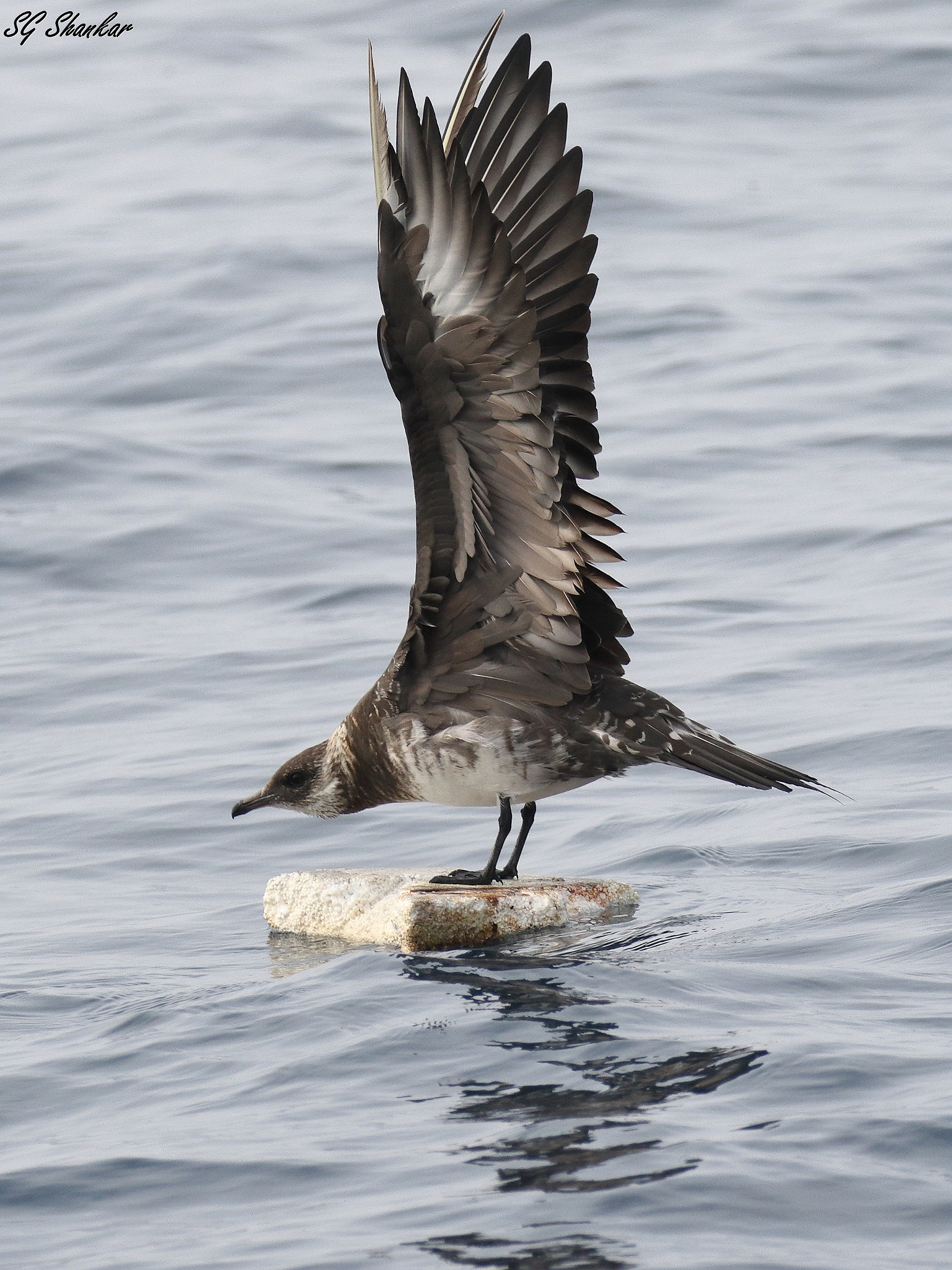 Canon EOS 7D Mark II sample photo. Arctic skua photography
