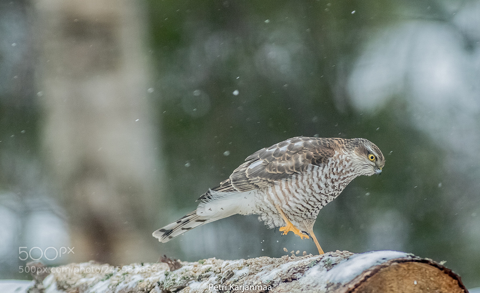Canon EOS 7D Mark II sample photo. Cold feet photography