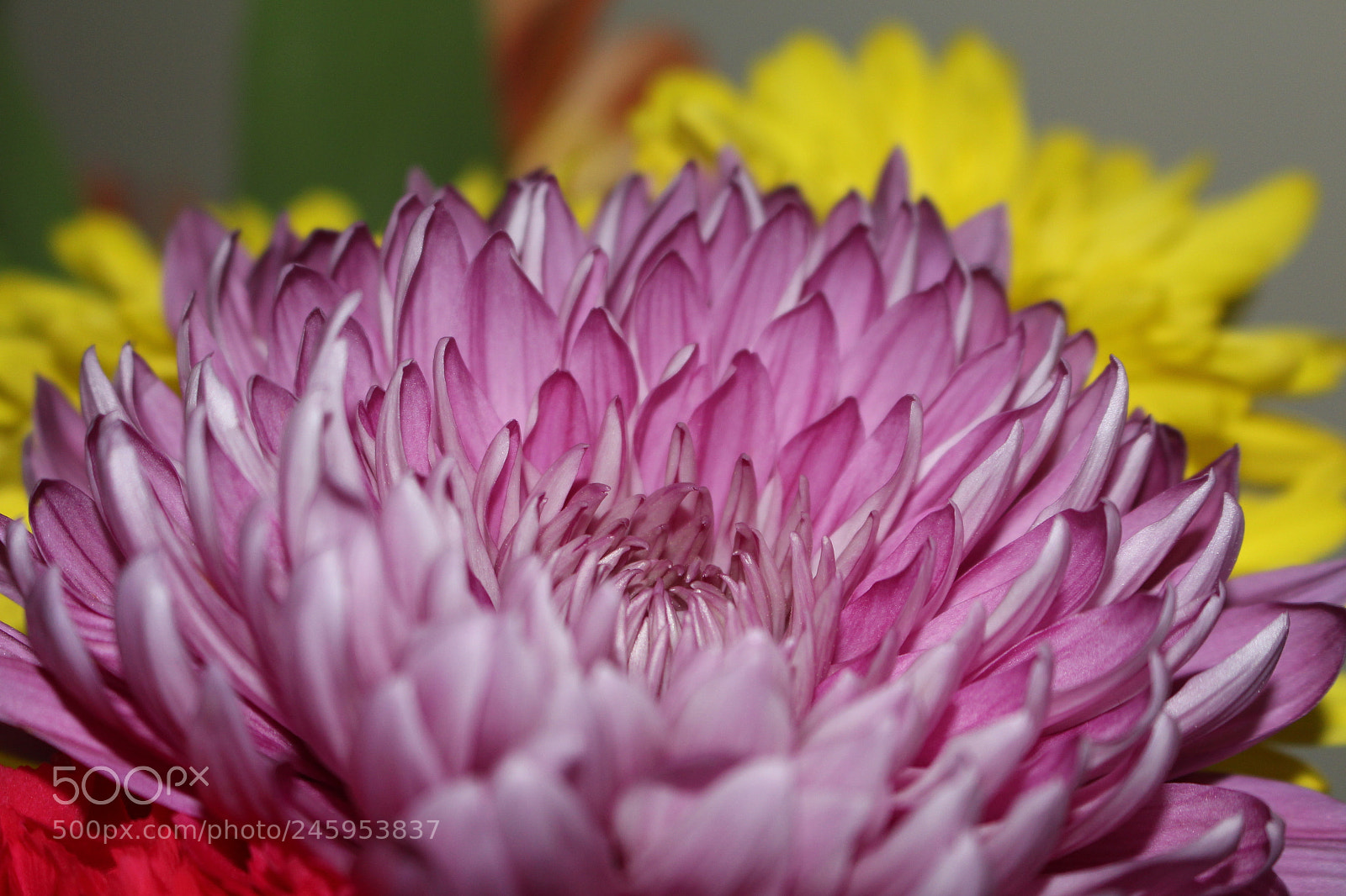 Canon EOS 700D (EOS Rebel T5i / EOS Kiss X7i) sample photo. Pink flower photography