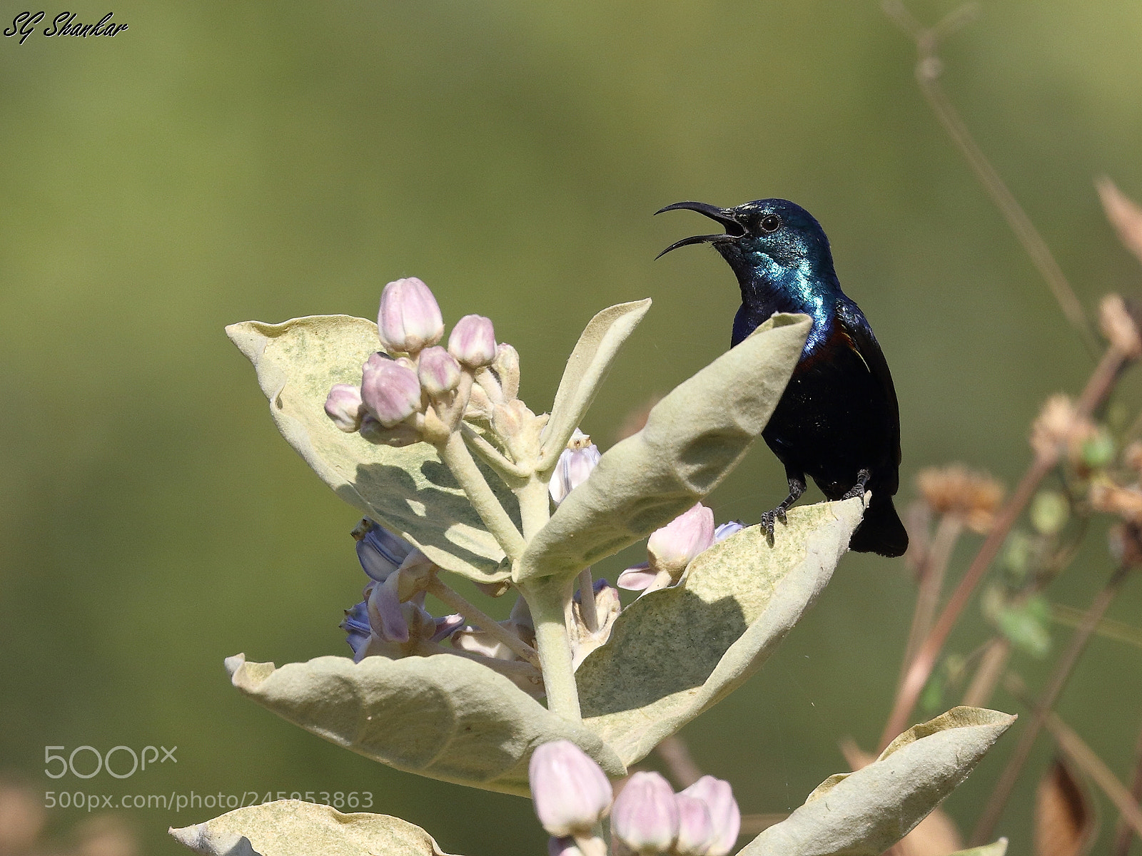 Canon EOS 7D Mark II sample photo. Purple sunbird photography