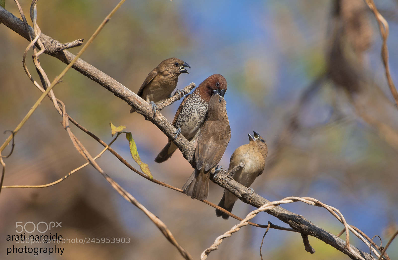 Nikon D7100 sample photo. Feeding time photography