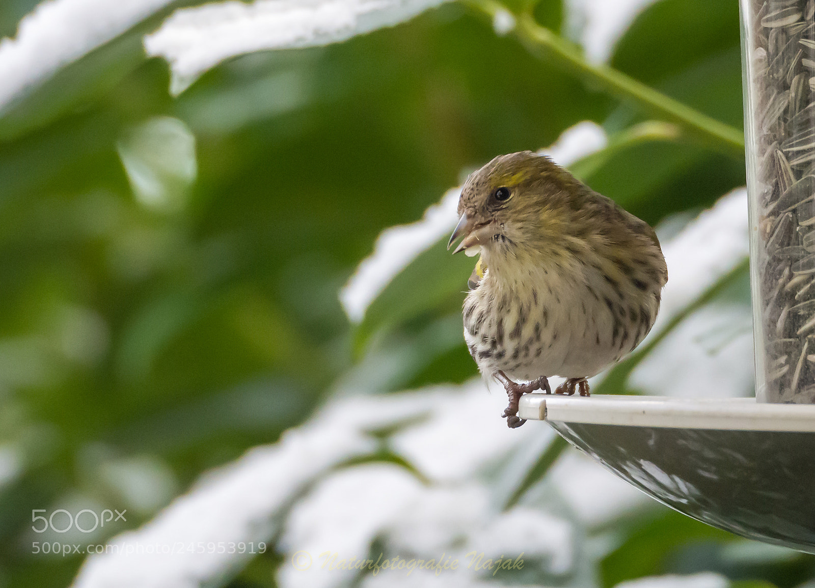 Olympus OM-D E-M10 II sample photo. Eurasian siskin photography