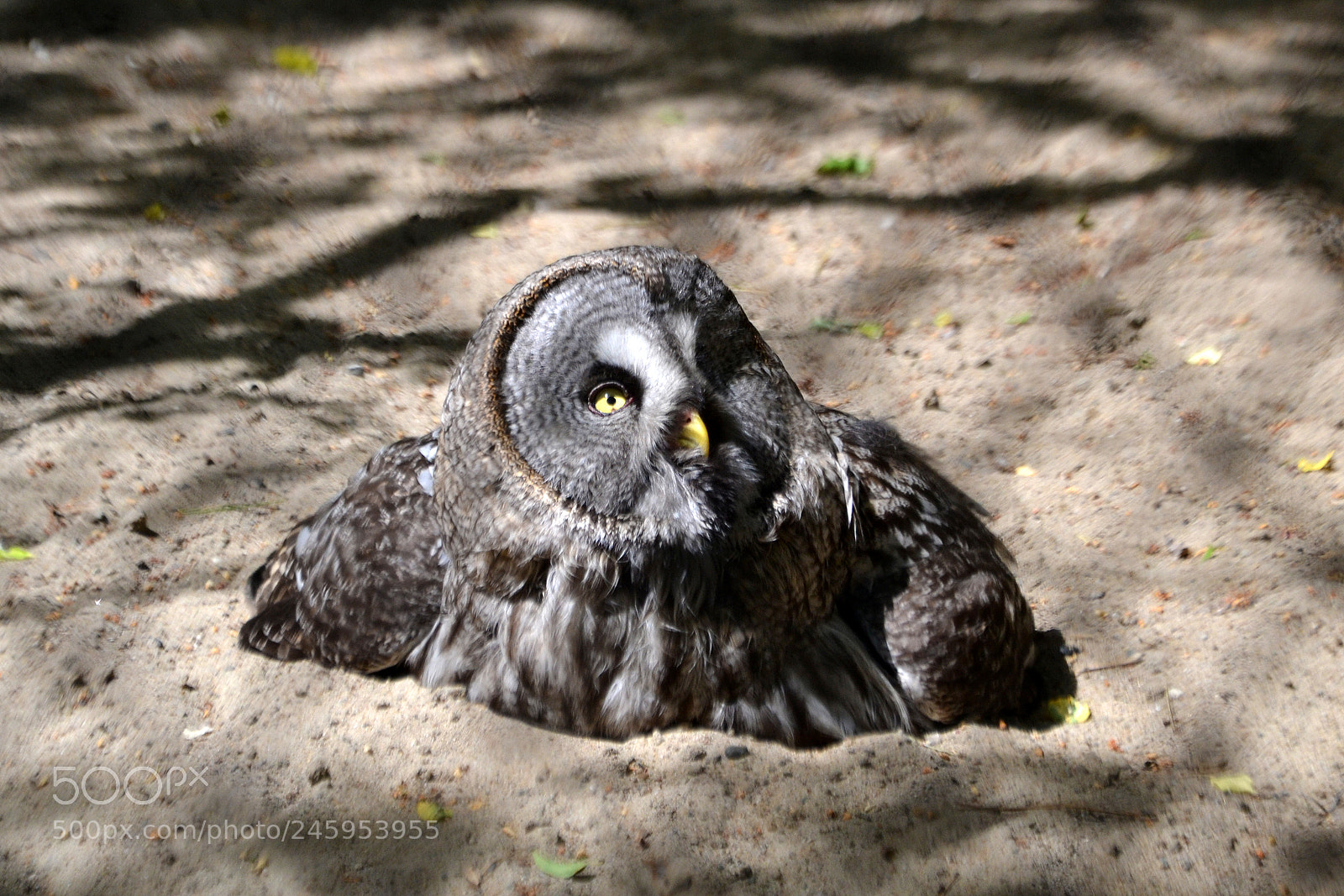 Nikon D3100 sample photo. Strix. novosibirsk zoo photography